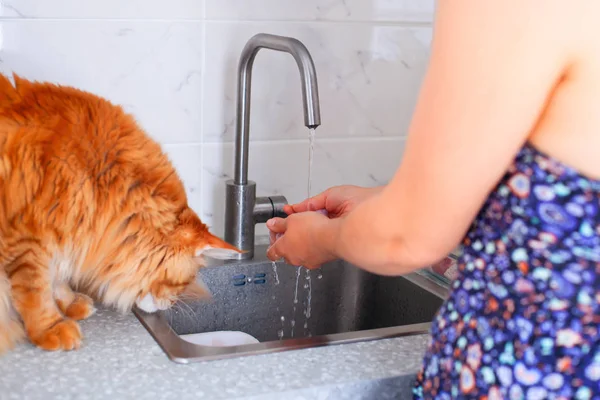 Mulher e gato de gengibre estão usando pia da cozinha . — Fotografia de Stock