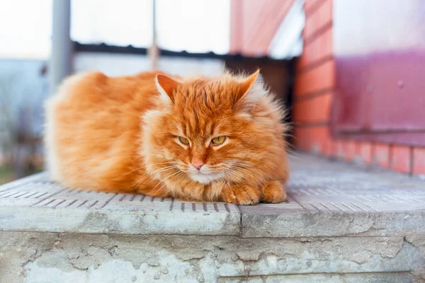 Ginger Tabby Kot Leżący Zewnątrz Zamknij Się — Zdjęcie stockowe