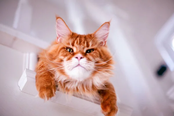 Ginger Maine Coon Katze Liegt Drinnen Auf Der Treppe Und — Stockfoto