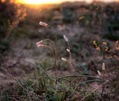 Çölde vahşi Tulip