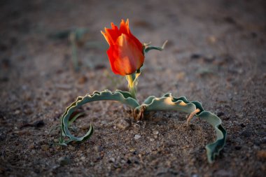 Çölde vahşi Tulip