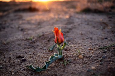 Günbatımı bir çölde vahşi Tulip