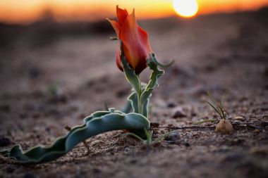 Günbatımı bir çölde vahşi Tulip