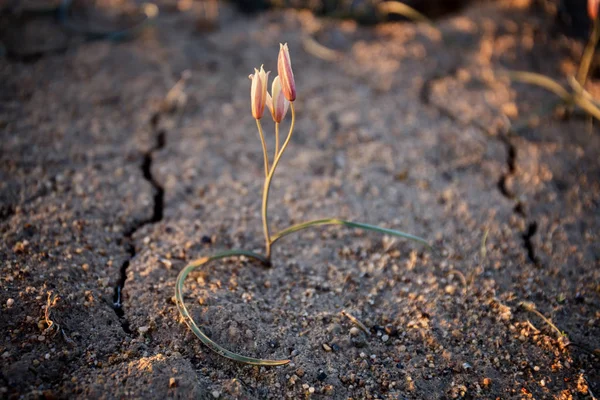 Wild Tulip in woestijn — Stockfoto