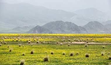 Çöl vadi dağ bölgesinde Almatı, Kazakistan sis kaplı arka planı küçük sarı çiçekli