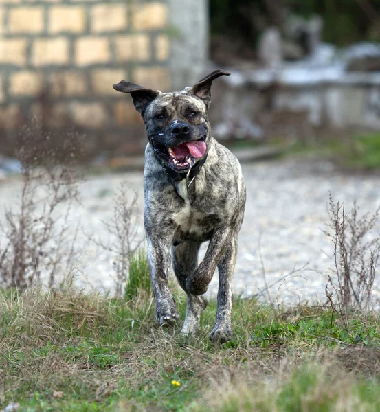 Salvaje perro callejero corriendo enojado —  Fotos de Stock