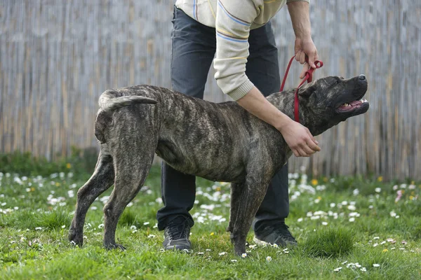 Gran perro pressa canario entrenamiento con una correa —  Fotos de Stock