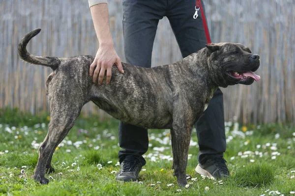 Big dog pressa canario training on a leash — Stock Photo, Image