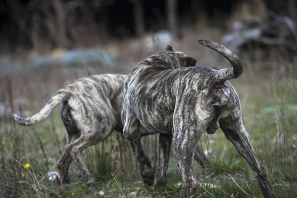 Grandi cani selvatici con la preghiera, da dietro — Foto Stock