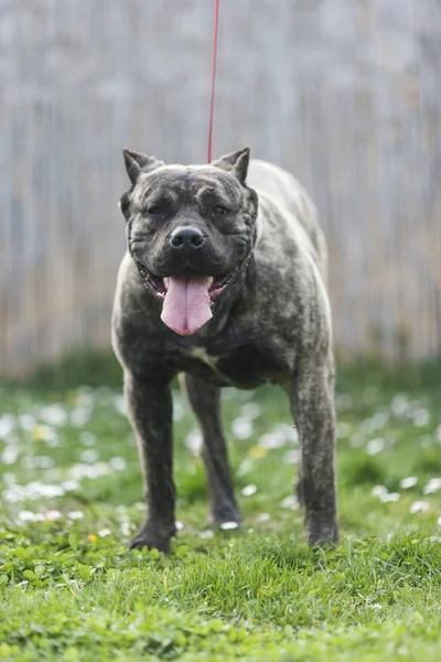 Grote hond, pressa canario aangelijnd Rechtenvrije Stockfoto's