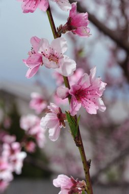 Pembe şeftali çiçeği portre