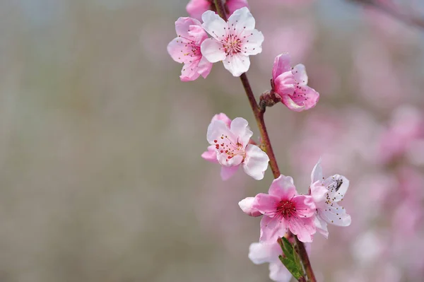 Pink Peach Blossom Closeup — Stock Photo, Image