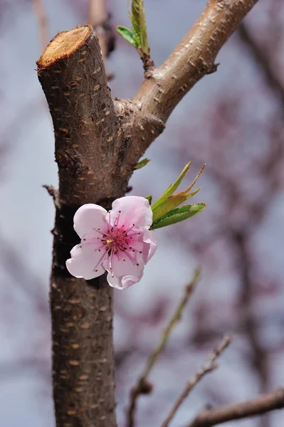 Flor de pêssego rosa — Fotografia de Stock