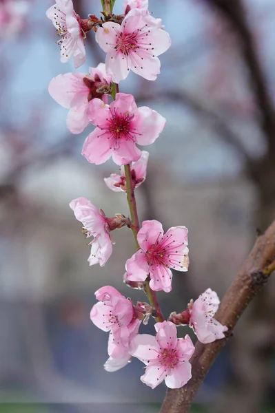 Рожевий персиковий цвіт крупним планом — стокове фото