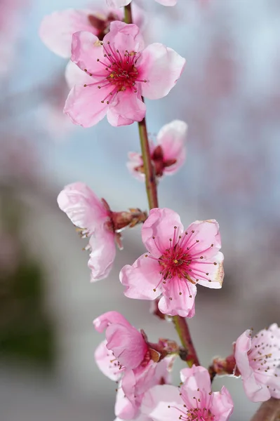 Рожевий персиковий цвіт крупним планом — стокове фото