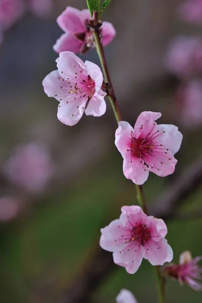 Fiore di pesca rosa Primo piano — Foto Stock