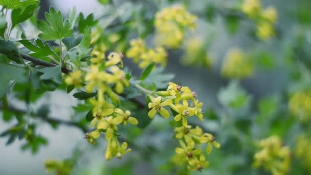 Гілка цвітіння чорної смородини на розмитому тлі — стокове відео