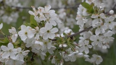 Armut Ağacı çiçek şube