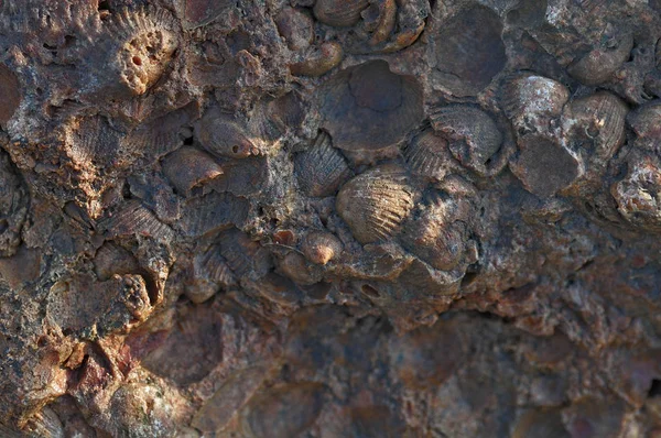 石灰岩化石軟体動物 石で絶滅した先史時代の動物のクローズ アップ トップ ビューの背景 岩の中の化石海シェル出版社 — ストック写真
