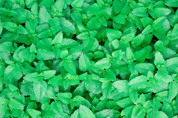 Mint Leaves Top View Melissa Plant Organic Agriculture Herb Plant — стоковое фото