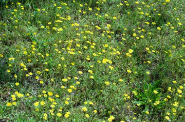 Çayırda bir sürü yabani sarı çiçek var. Yaz masaüstü duvar kağıdı