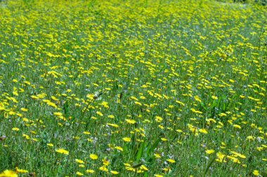 Çayırda bir sürü yabani sarı çiçek var. Yaz masaüstü duvar kağıdı