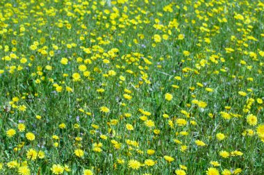 Çayırda bir sürü yabani sarı çiçek var. Yaz masaüstü duvar kağıdı