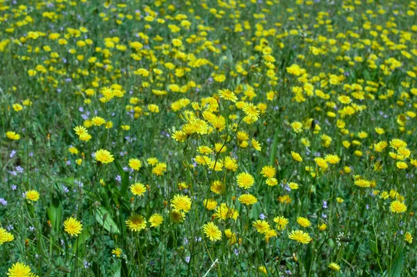 Prado Coberto Com Muitas Flores Amarelas Selvagens Verão Papel Parede — Fotografia de Stock