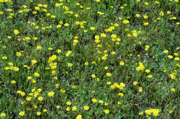 Äng Täckt Med Massor Vilda Gula Blommor Sommar Skrivbordsunderlägg — Stockfoto