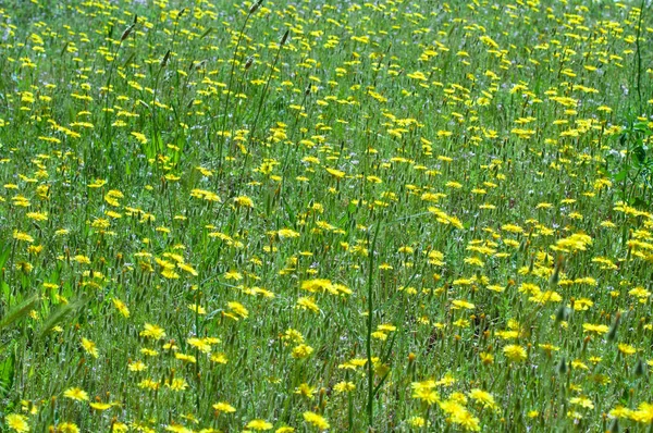 草原の野生の黄色の花の多くで覆われている 夏のデスクトップ壁紙 — ストック写真