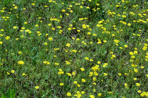 草原の野生の黄色の花の多くで覆われている 夏のデスクトップ壁紙 — ストック写真