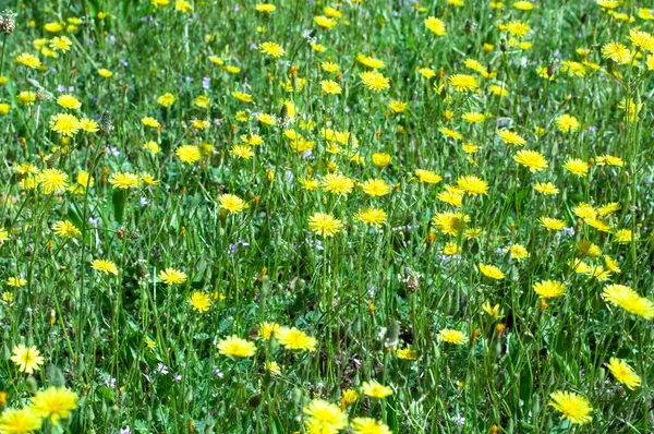 草原の野生の黄色の花の多くで覆われている 夏のデスクトップ壁紙 — ストック写真