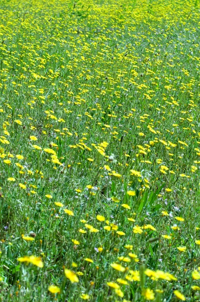 Äng Täckt Med Massor Vilda Gula Blommor Sommar Skrivbordsunderlägg — Stockfoto