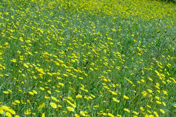 Prado Coberto Com Muitas Flores Amarelas Selvagens Verão Papel Parede — Fotografia de Stock