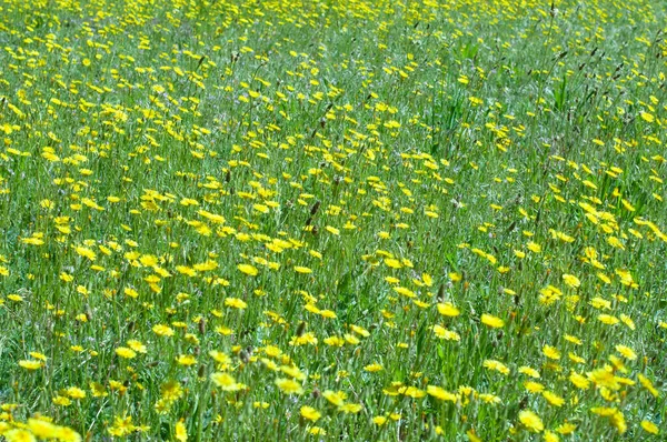 草原の野生の黄色の花の多くで覆われている 夏のデスクトップ壁紙 — ストック写真