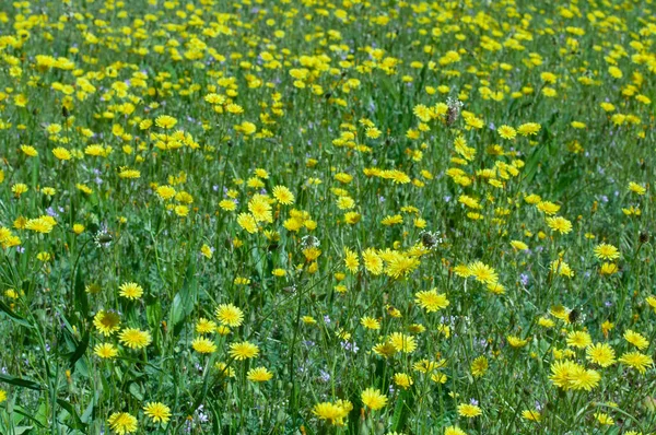 Λιβάδι Καλυμμένο Πολλά Άγρια Κίτρινα Λουλούδια Καλοκαίρι Ταπετσαρία — Φωτογραφία Αρχείου