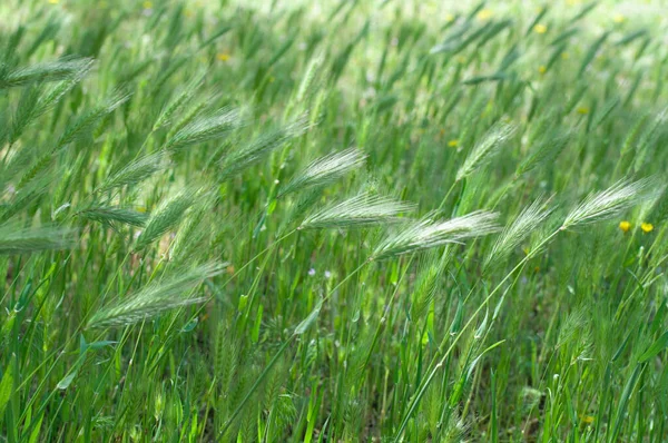 フィールド内の明るい新鮮な緑の小花 森林の自然界の緑の草 緑の花の背景緑の小麦の収穫はスパイクを揺れる — ストック写真