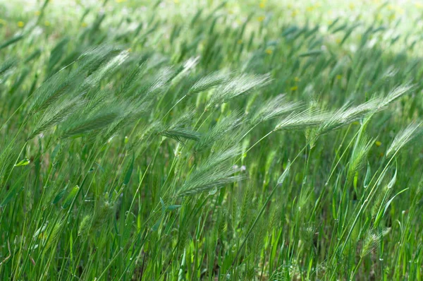 Strahlend Frische Grüne Stacheln Auf Dem Feld Grünes Gras Der — Stockfoto