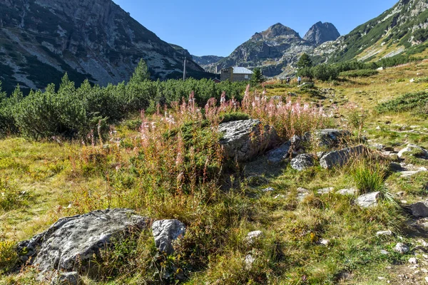 Flowers and Malyovitsa peak, Rila Mountain — Stock Photo, Image