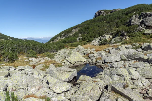 Bushes and stones in Rila Mountain — Stok Foto