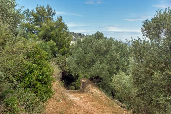 Floresta de oliveiras em Zakynthos, ilha Jónica — Fotografia de Stock