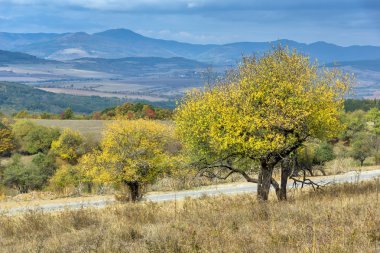 Sarı ağaç ve sonbahar görünümü Cherna Gora dağın inanılmaz görünümünü