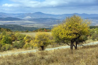 Sarı ağaç ve Cherna Gora dağın, Pernik bölgesi sonbahar görünümü