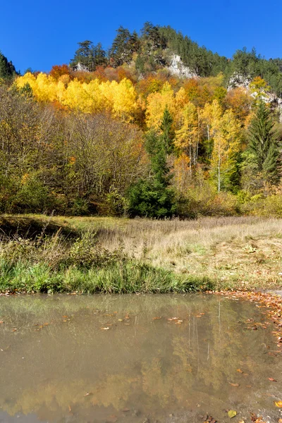 Жовтий дерев і осінь вид Buynovsko ущелині, Родопі гора — стокове фото