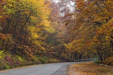 Sarı sonbahar ağaçlarının, Vitosha Mountain, Sofya şehir bölge yapraklar