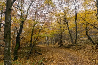 Dağ yolu ve sonbahar ağaçlar, Vitosha Mountain, Sofya şehir bölge