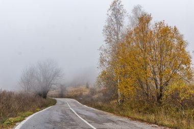 Huş ağacı, Vitosha Mountain, Sofya şehir bölgesi sonbahar yatay, yol ve sarı yapraklar