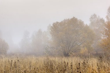 Sarı ağaç ve sis, Vitosha Mountain, Sofya şehir bölgesi sonbahar görünümü