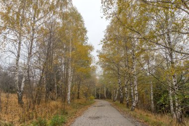 Yol boyunca, Vitosha Mountain, Sofya şehir bölge ağaç ile sonbahar görünümü