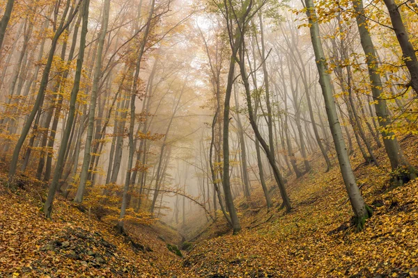 Niebla en el bosque amarillo, montaña Vitosha, región de la ciudad de Sofía — Foto de Stock